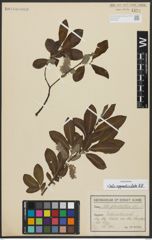 Foto von Salix appendiculata Vill.